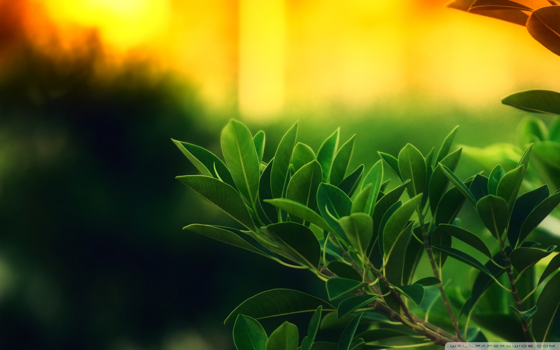 1920 x 1080 HD Wallpapers 1250